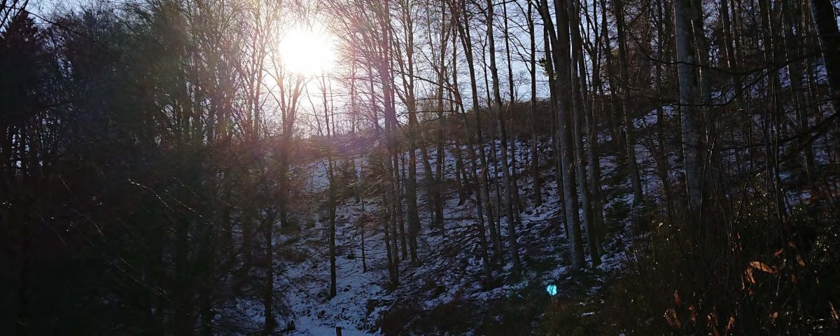 L'hiver en forêt