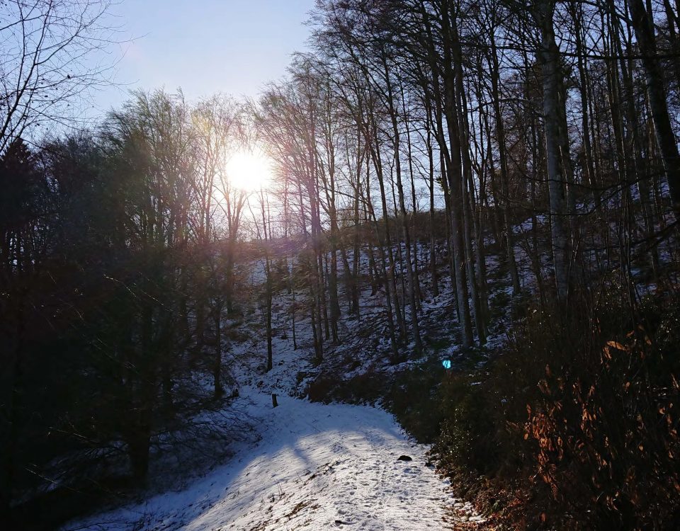 L'hiver en forêt